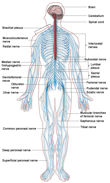 external anatomy of spinal cord